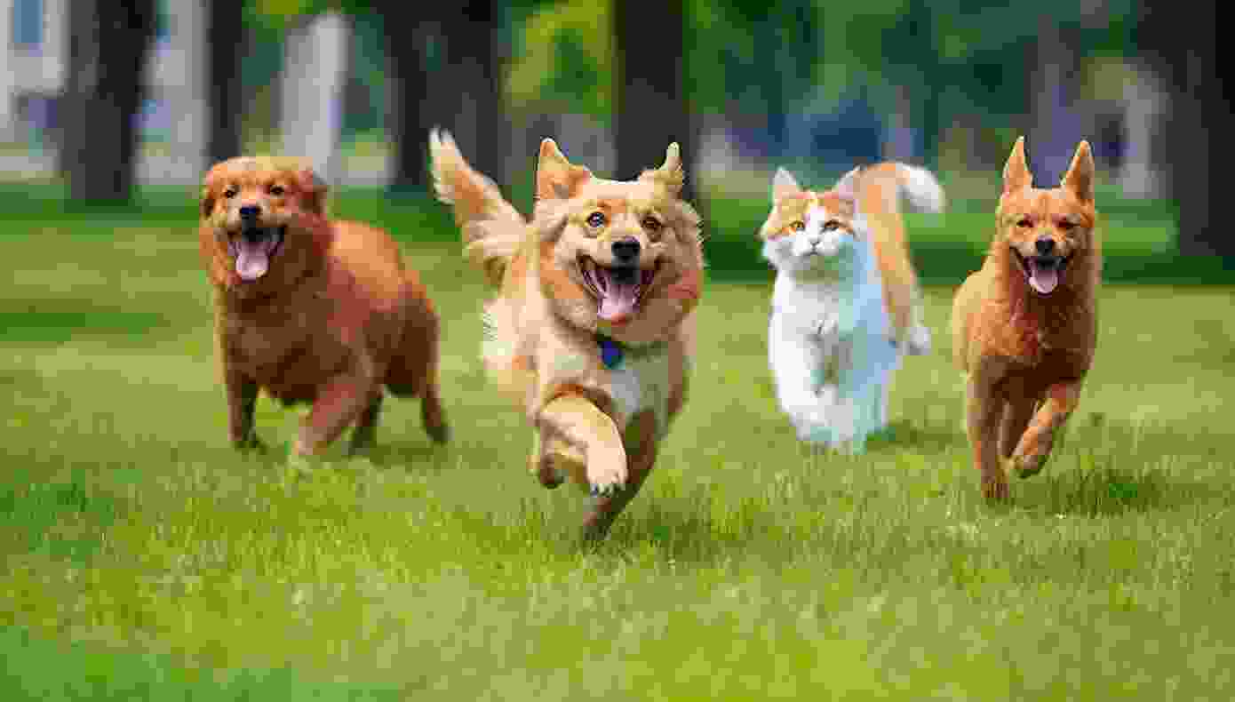 Explore WERK, the Best Shopify Theme Store Online, for the Best Pets to Buy!